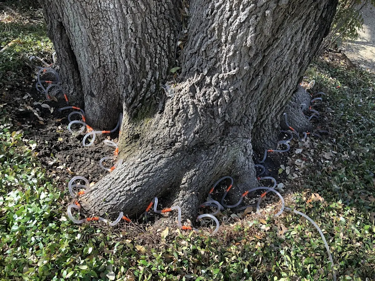 Detailed Tree Cabling and Bracing job site in North Dartmouth