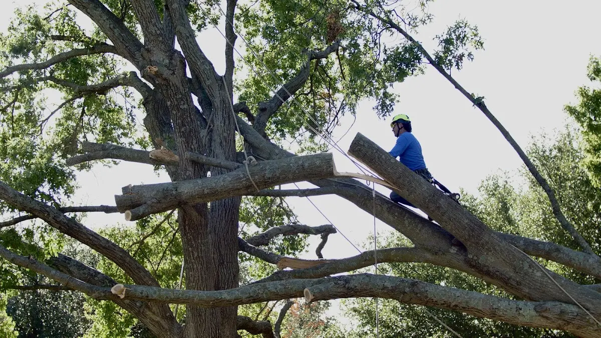Professional Crown Thinning performed by certified arborists in North Dartmouth