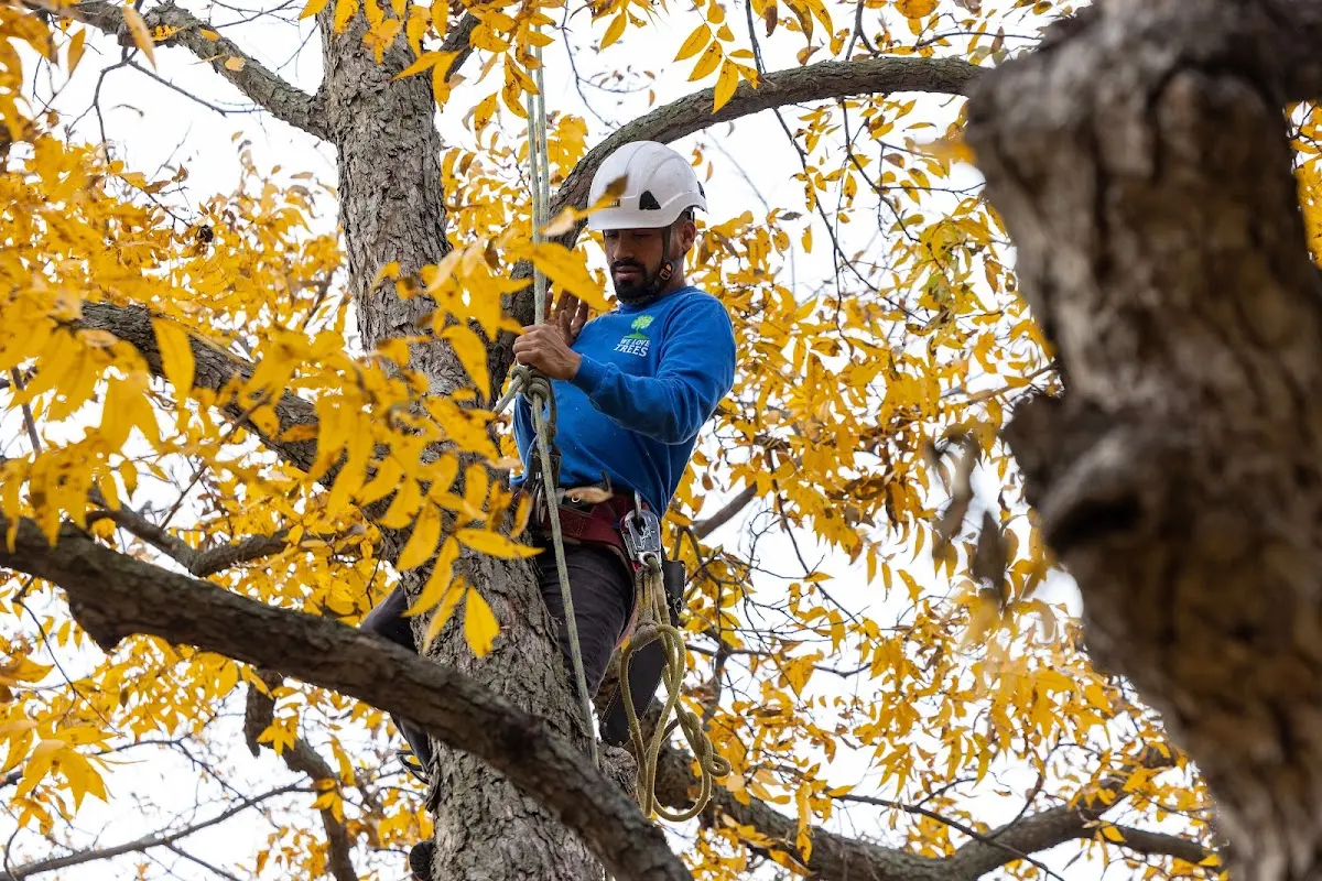 Skilled Tree Pruning crew working in North Dartmouth